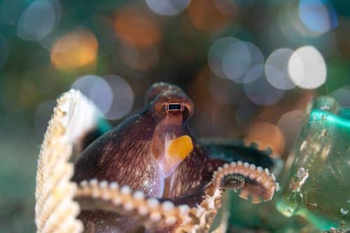 Lembeh