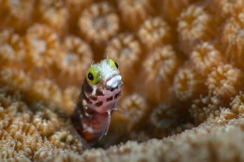 Roatan