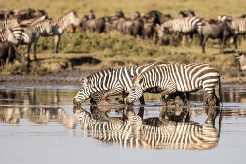 2025 Africa